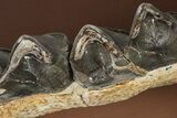 Fossil Titanothere (Megacerops) Jaw - South Dakota #228176-9